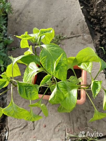 Перец острый 4 куста