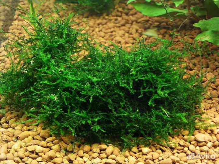 Аквариумные креветки, пистия, яванский мох