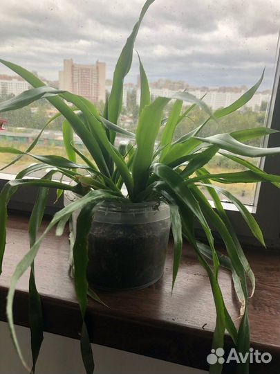 Продажа комнатных растений