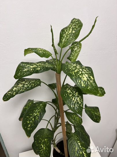 Диффенбахия