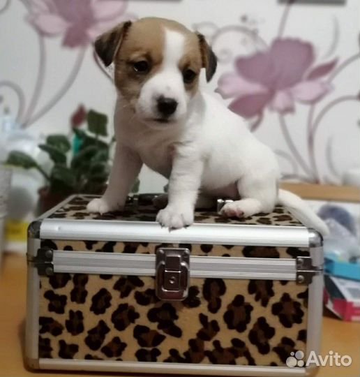Щенки Джек Рассел