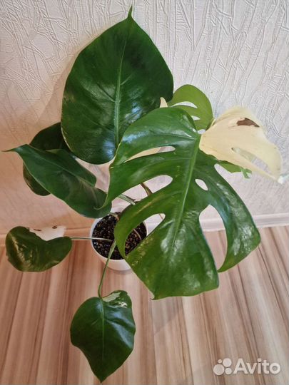 Монстера альба