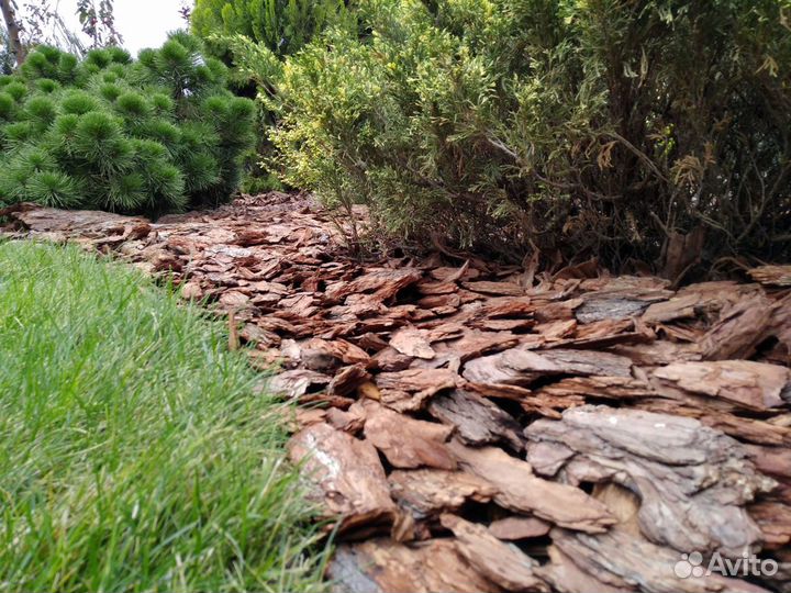 Мульча сосновая