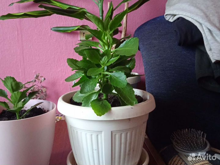 Дендробиум