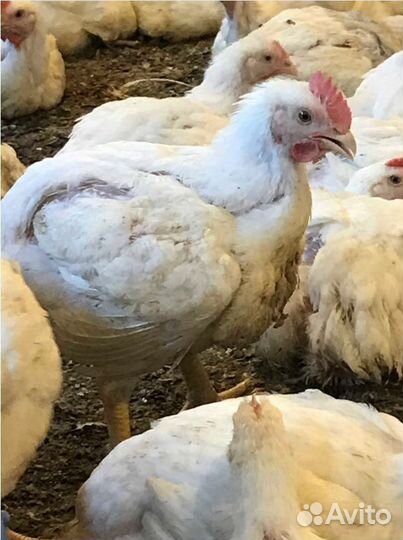 Мясо домашнего бройлера