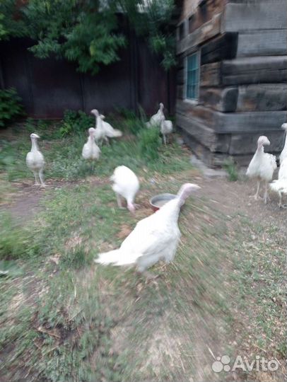 Индюки биг 6