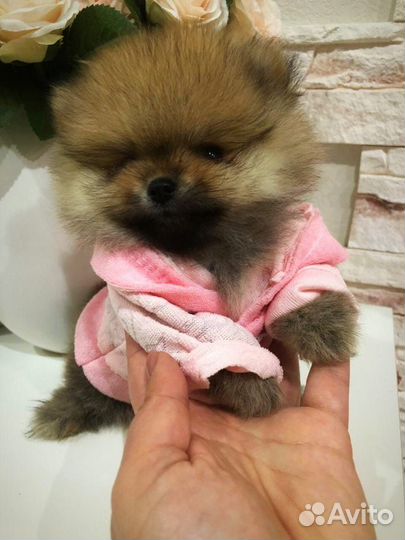 Красивые щенки померанского шпица