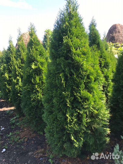 Туи Смарагд