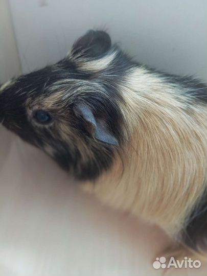 Морские свинки