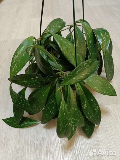 Хойи взрослые