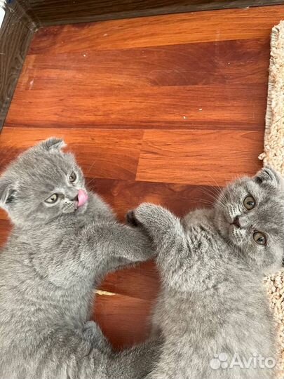 Девочки Шотландские вислоухие