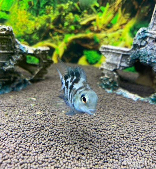 Пропант алюмосиликатный для аквариума