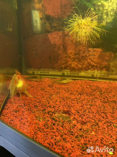 Продам аквариум с рыбками на 250л