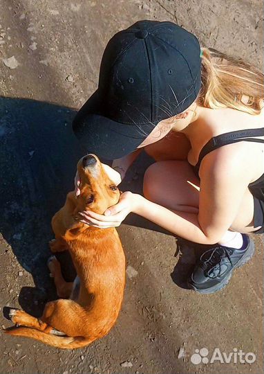 Выгул собак / зооняня