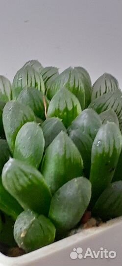 Суккуленты