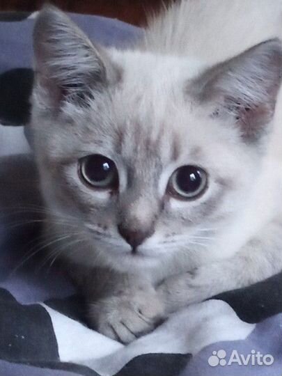 Британский кот смешка