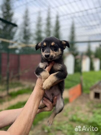 Симпатяга Микки ищет дом