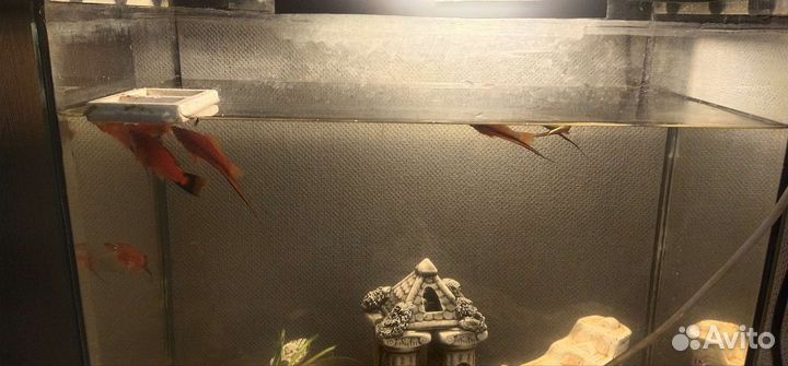 Аквариум с рыбками