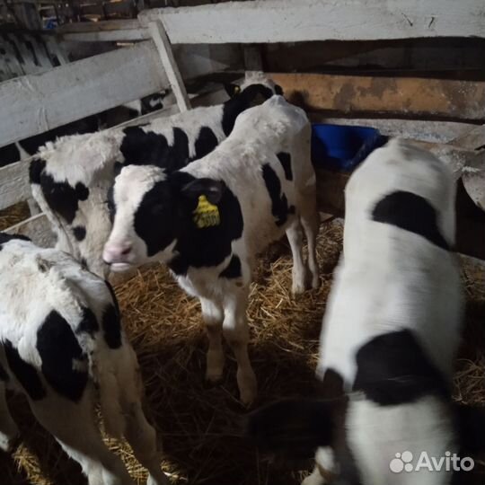 Бычки от 1мес