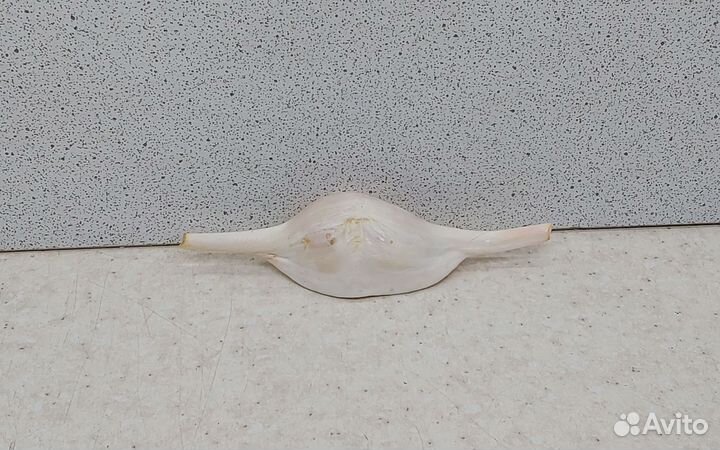 Волва 8,4 морская ракушка раковина