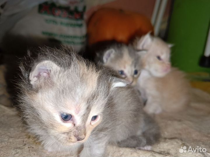 Котята мейн-кун
