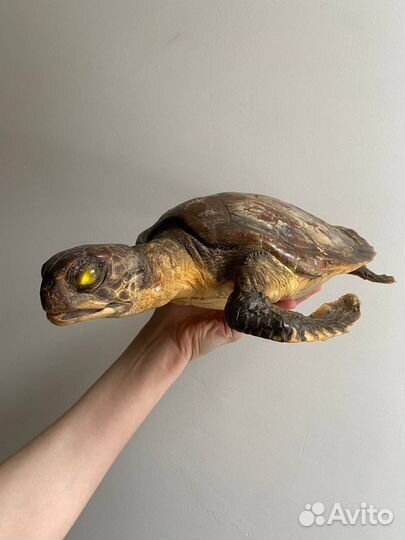 Чучело черепахи, морская черепаха