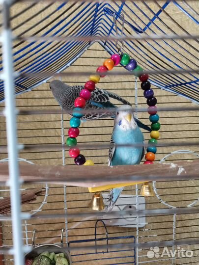 Волнистый попугай осталась одна девочка