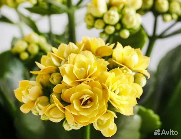 Каланхоэ микс