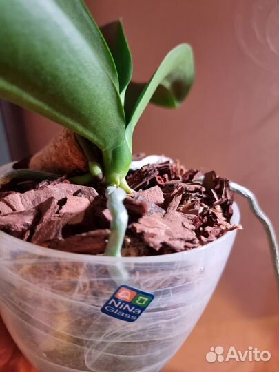 Орхидея фаленопсис