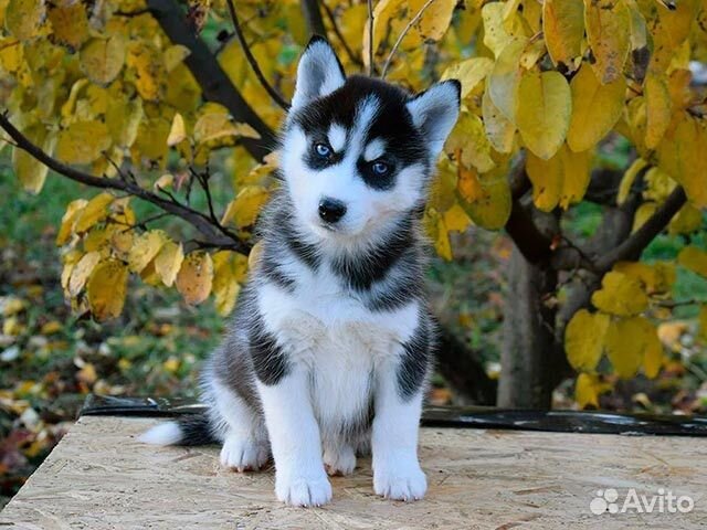 Щенки сибирской хаски