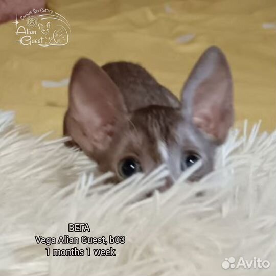 Котенок корниш-рекс