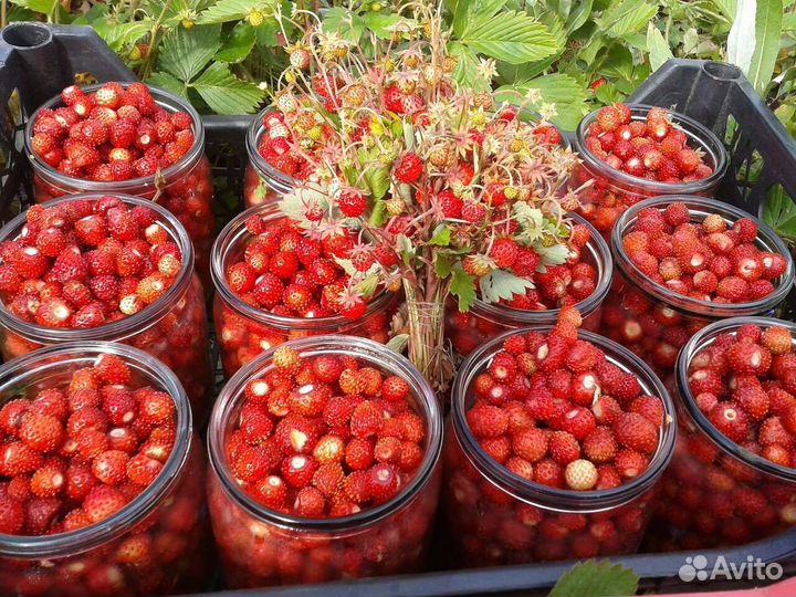 Земляника лесная ягоды