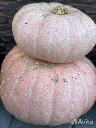 Семена Тыквы разные