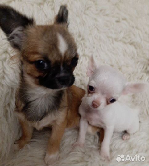 Щенки чихуахуа мини девочки