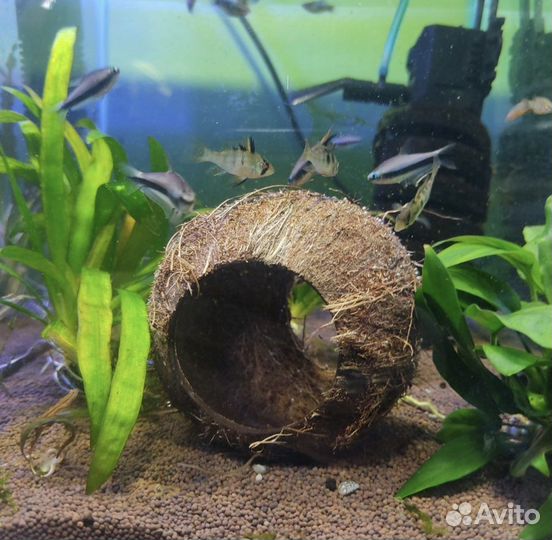 Украшение для аквариума, натуральный кокос