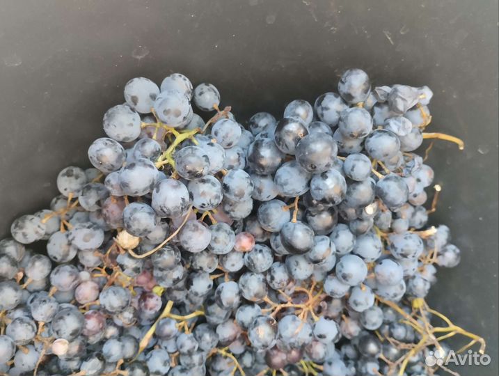 Виноград на вино и чачу