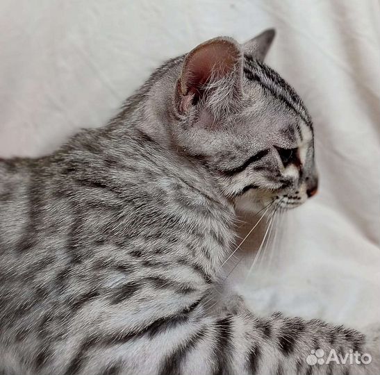 Уникальный бенгал. серебро Ф2