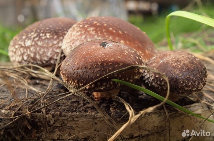 Выращивание грибов шиитаке