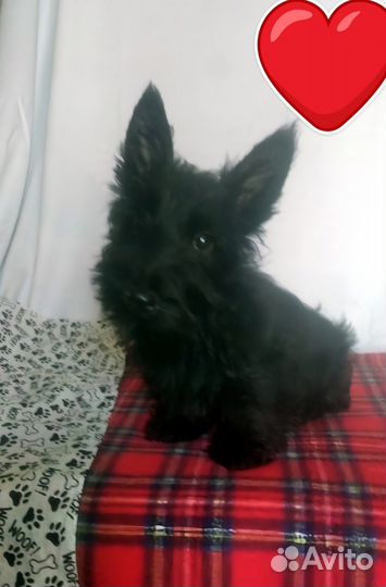 Щенки скотч терьера