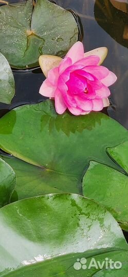 Нимфея (кувшинка )