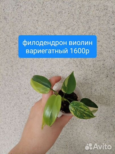 Филодендрон виолин и другие