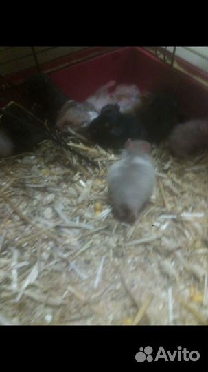 Сирийские хомячки