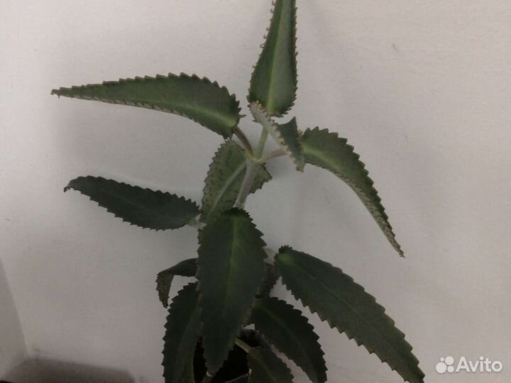 Чихунчик Каланхоэ