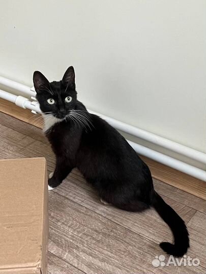 Кошки в добрые руки