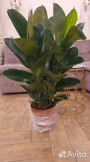 Фикус эластика робуста 110-120 см 3 ствола