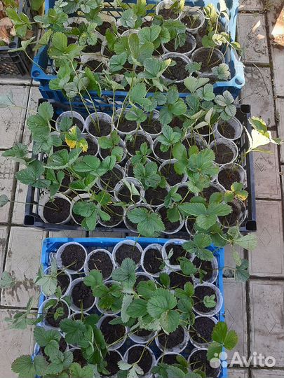 Рассада клубники, сорт Хоней, сильная корневая