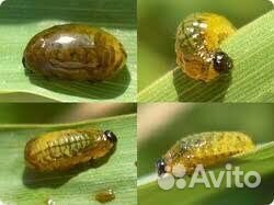 Имидашанс плюс, ск (инсектицид) аналог Борей