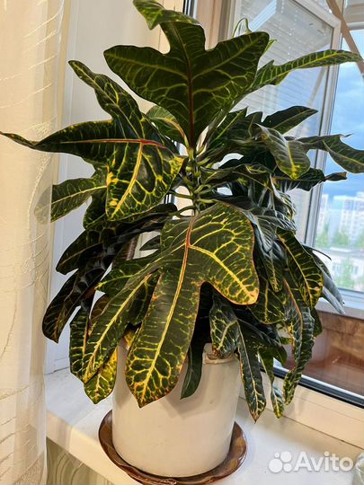 Комнатный цветок Кротон