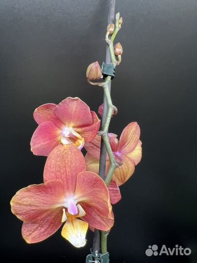 Орхидея фаленопсис Горизонт