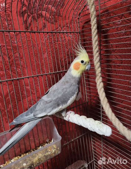 Попугай корелла